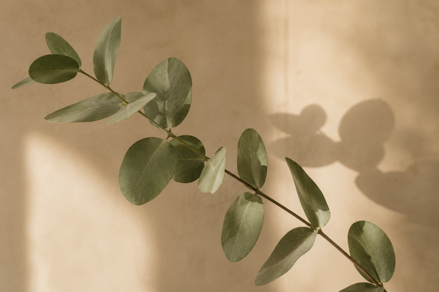 branche avec feuille rééquilibrage